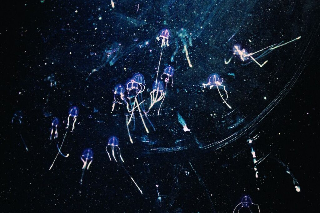 Jellyfish bioluminescence underwater
