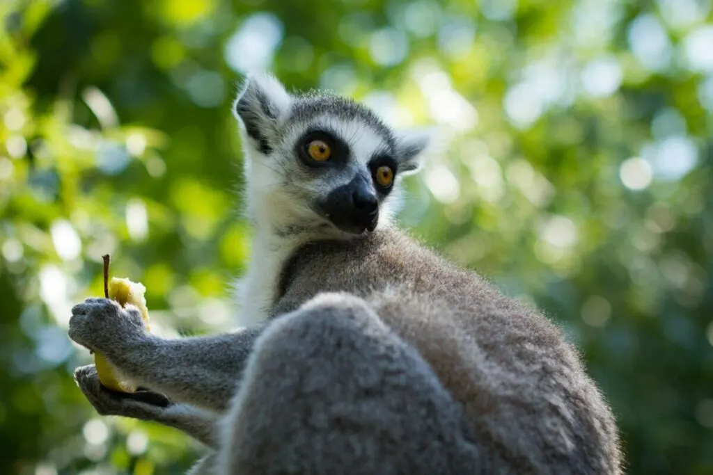 Are Humans Animals? 15 Things to Know 2 Lemur eating a fruit