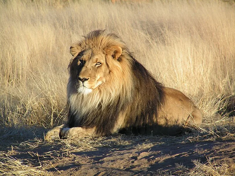 African Lion: Conservation Efforts and Challenges Ahead 1 Lone Male African Lion