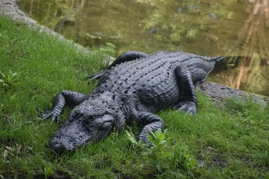 American alligator in the wild