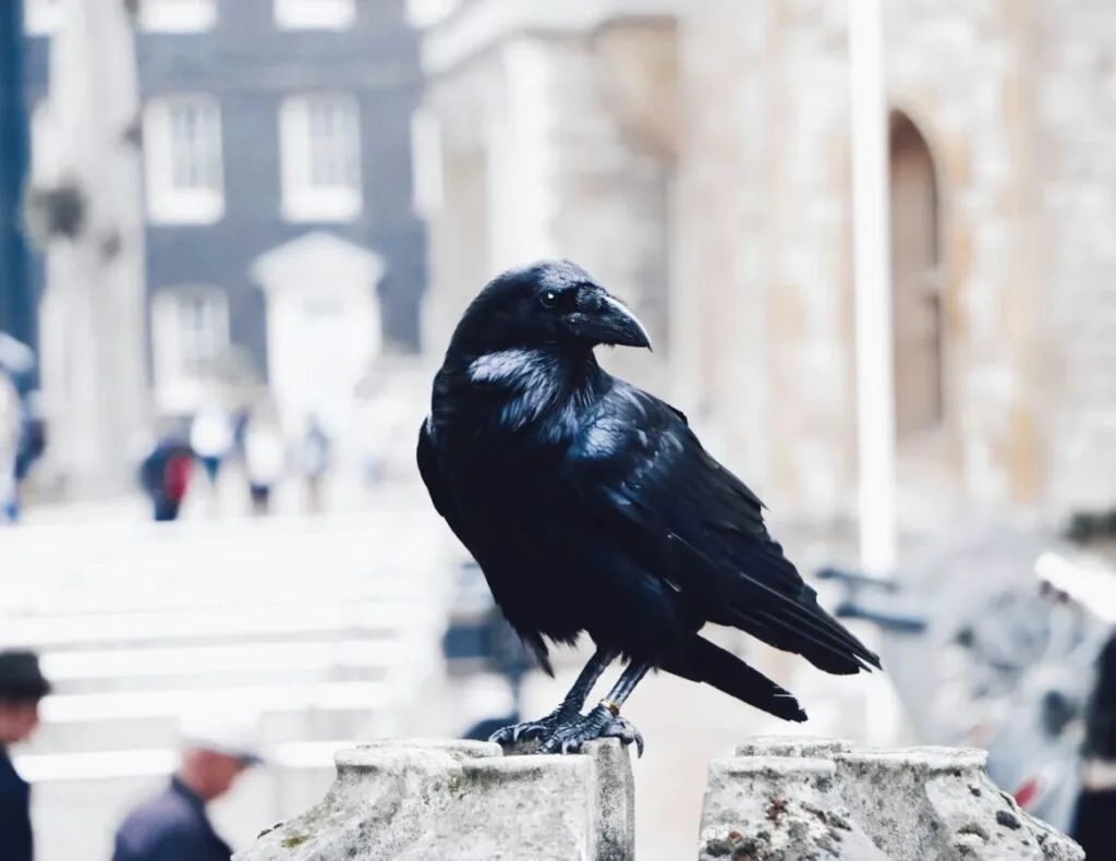 Crow vs Raven: Understanding the Key Differences 2 Lone corw perched on a rock