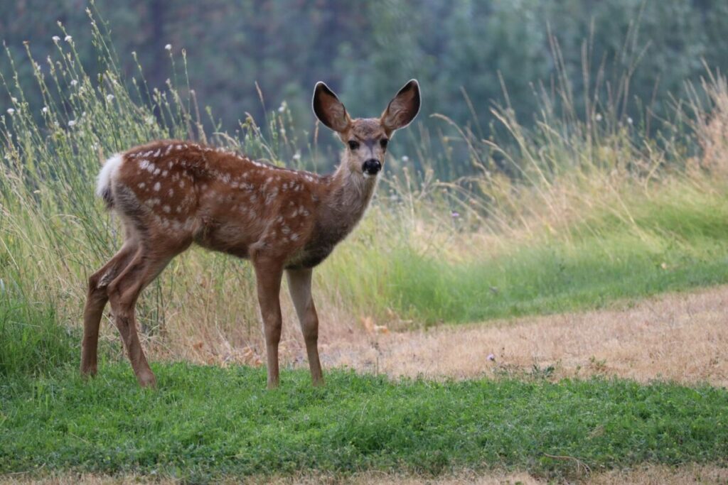 Is Ice Melt Bad for the Environment? 14 Lone deer in the wild