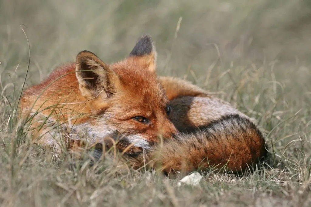 What Do Foxes Eat? Understanding the Diet of These Cunning Creatures 1 Lone fox in the wild