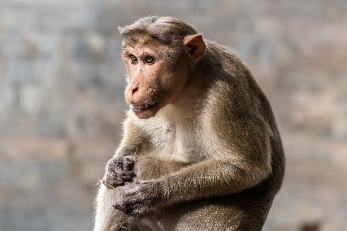 Lone adult rhesus macaque