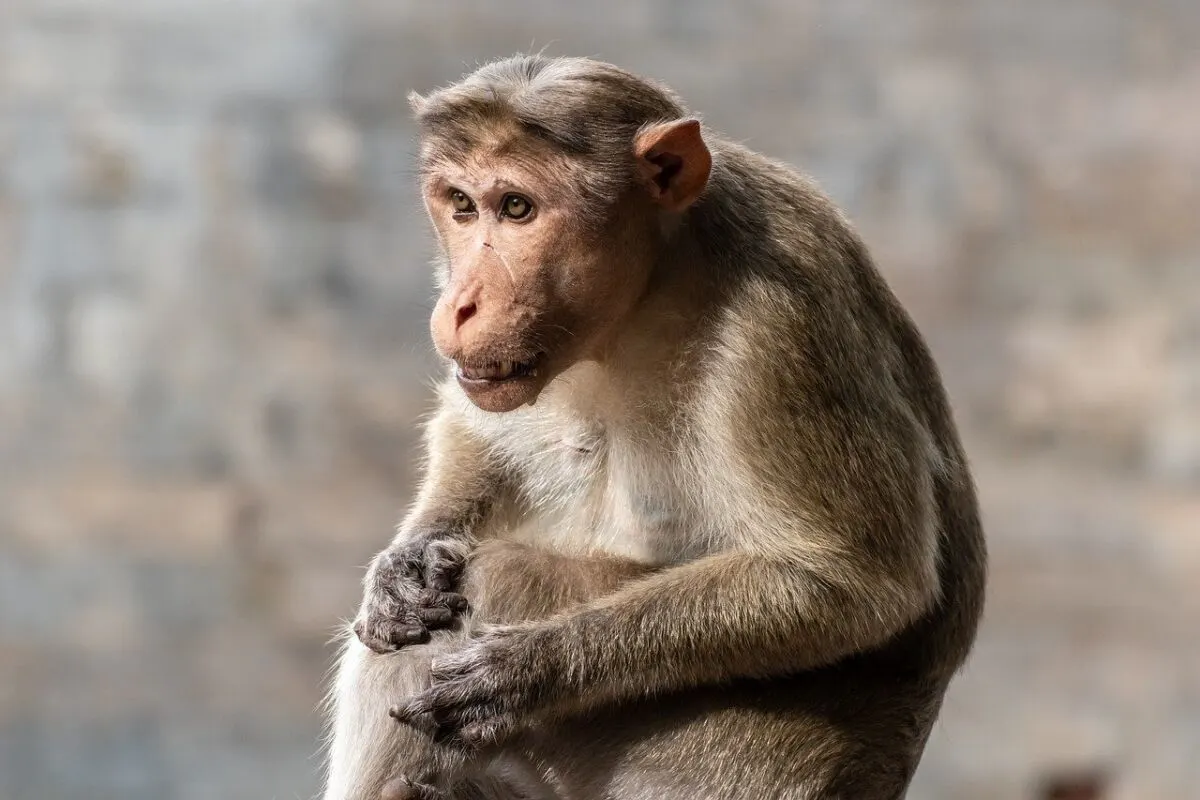 Lone adult rhesus macaque