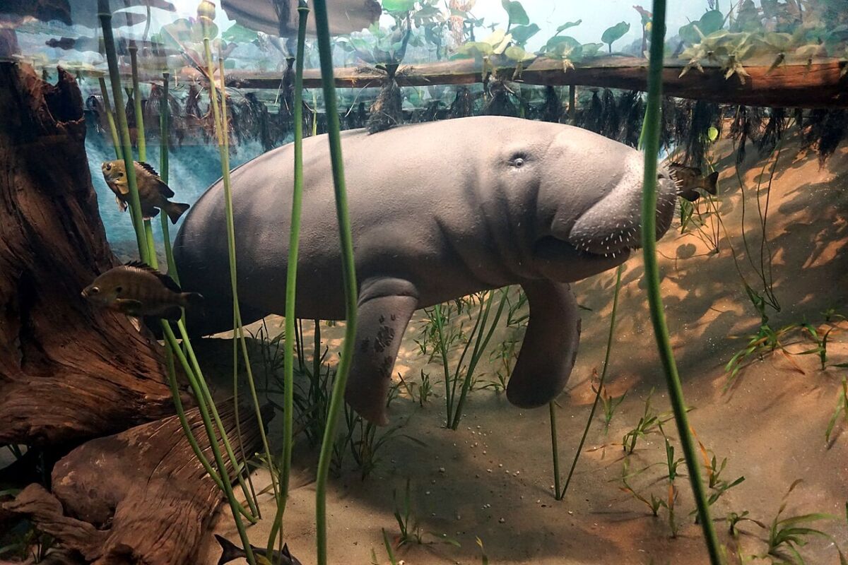 7 Wildlife Corridor Success Stories That Show What Works 6 Manatee glides through an aquarium filled with lush plants and trees, highlighting its serene environment.