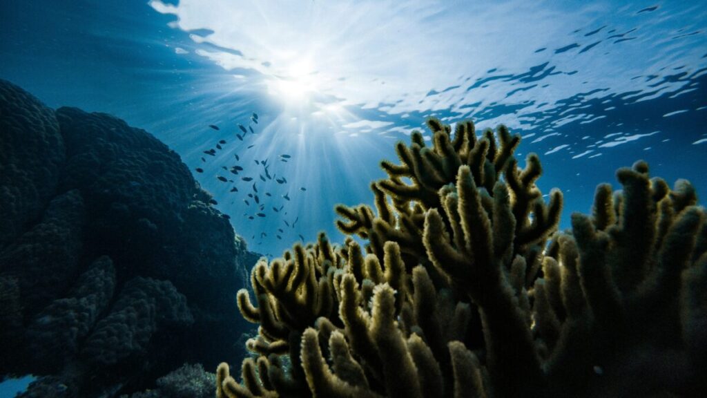 Wildlife Crisis 2026: How Climate Change Kills Species (And What You Can Do) 16 marek okon tWWCqIMiUmg unsplash