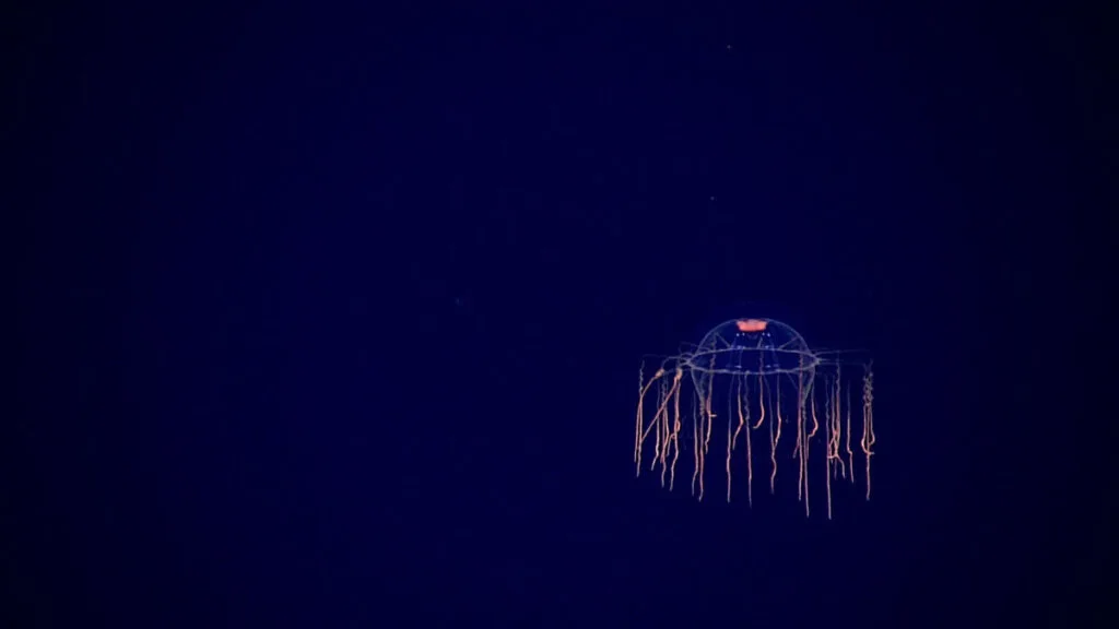 How Do Ocean Trenches Form? Learn the Secrets of the Deep Sea 5 Hydromedusa in Mariana Trench