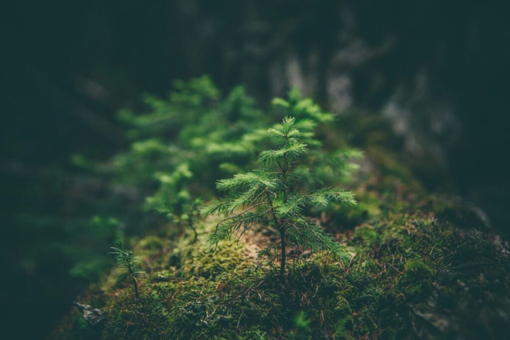 Wildlife Crisis 2026: How Climate Change Kills Species (And What You Can Do) 17 Environmental Conservation