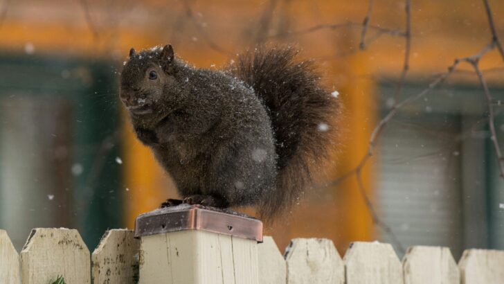 Black squirrel perched on snowy fence in Minnesota.