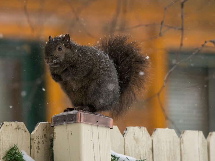 Black squirrel perched on snowy fence in Minnesota.