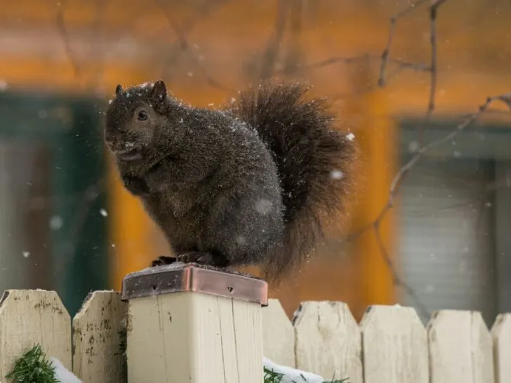 Black squirrel perched on snowy fence in Minnesota.