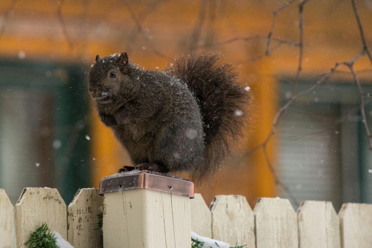 10 Common Animals in Minnesota 6 10 Common Animals in Minnesota