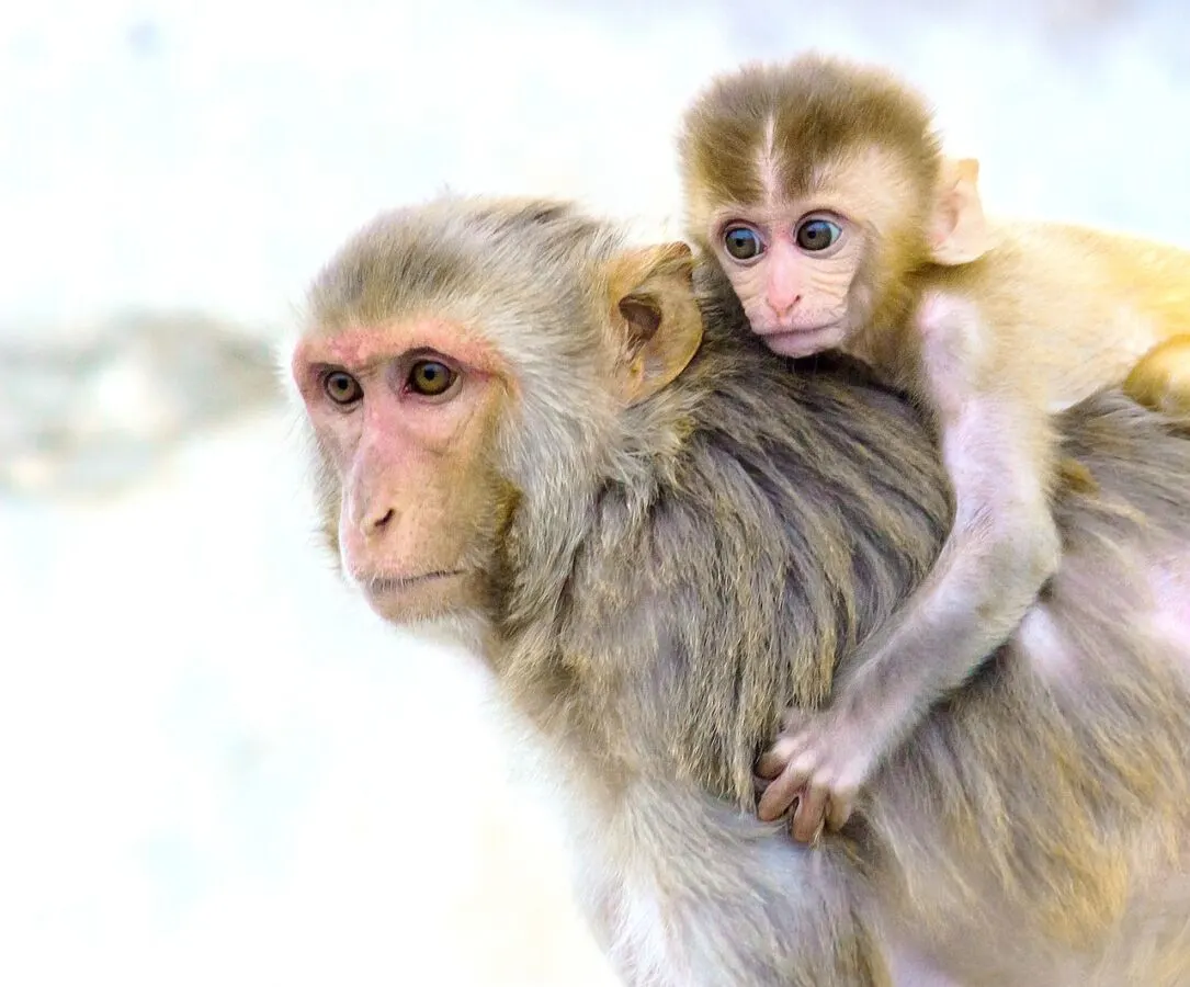 Why Do Monkeys Steal Babies? The Fascinating Phenomenon 7 Mother and baby monkey