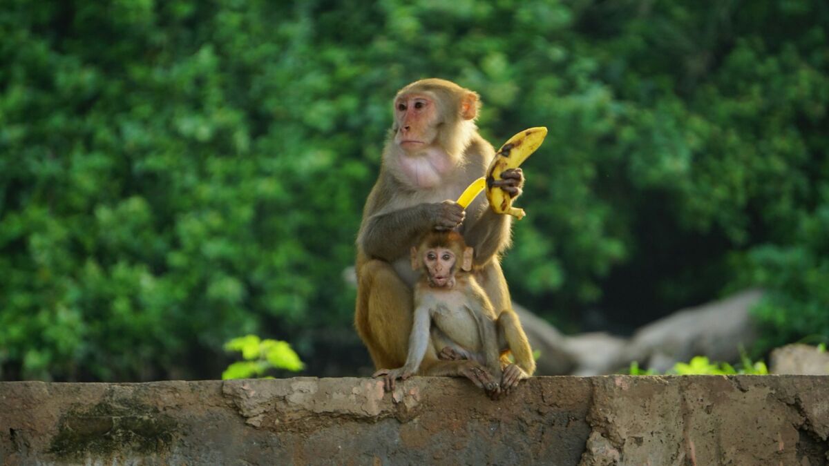 Pair of Monkeys with a Banana
