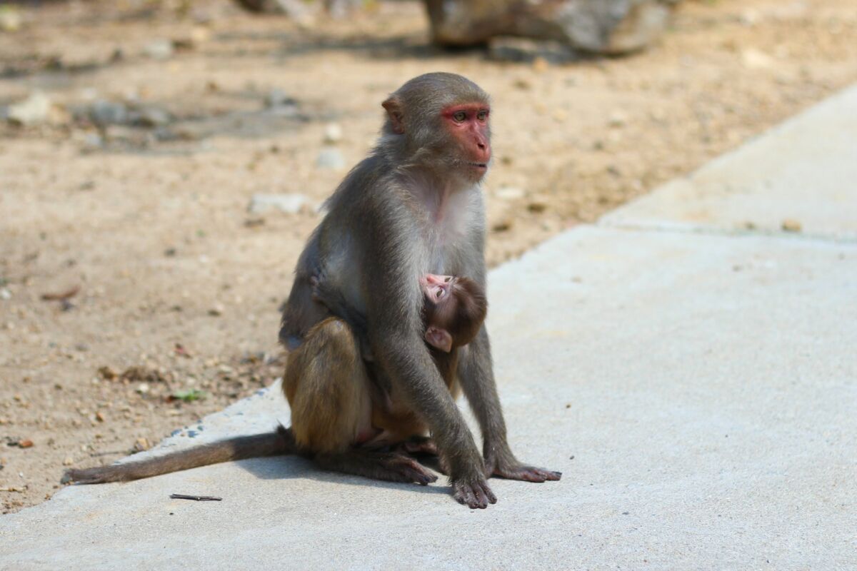 Mother and Baby Monkey on a Road