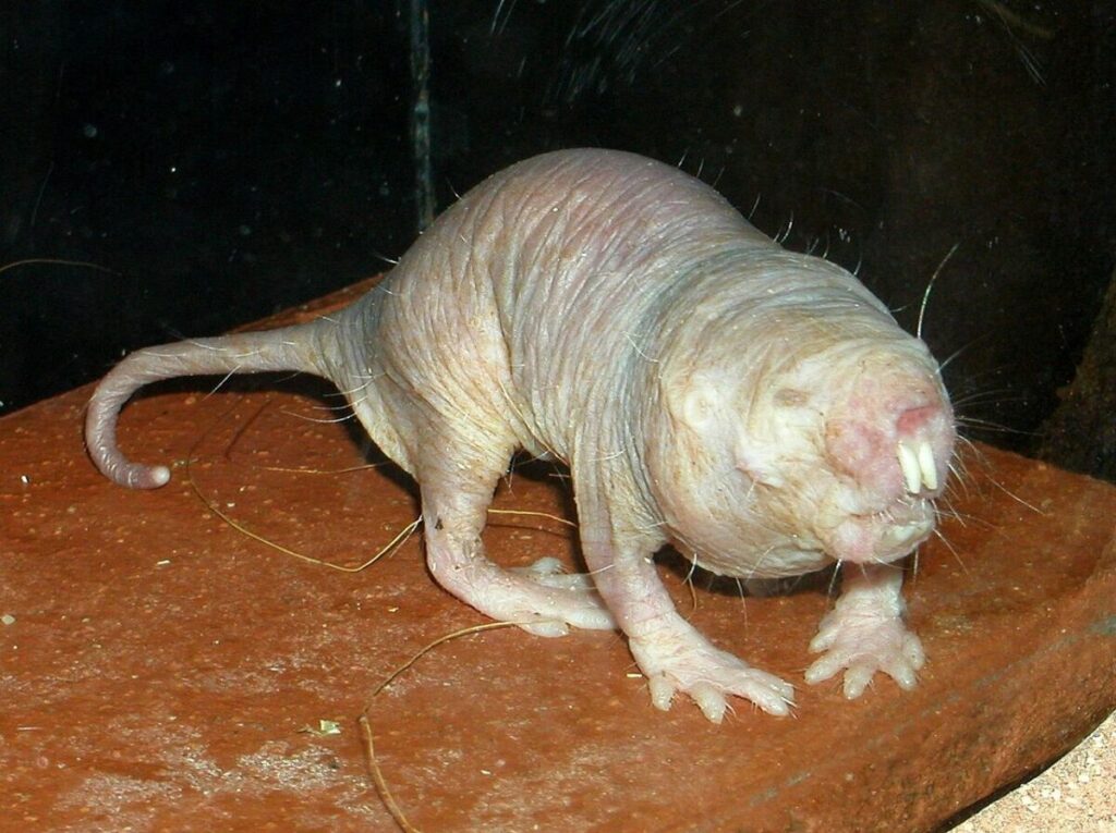 58 Animals That Start With N: Photos, Facts, and Types 1 Close-up of a naked mole-rat, featuring its white skin and open mouth, highlighting its distinctive features.