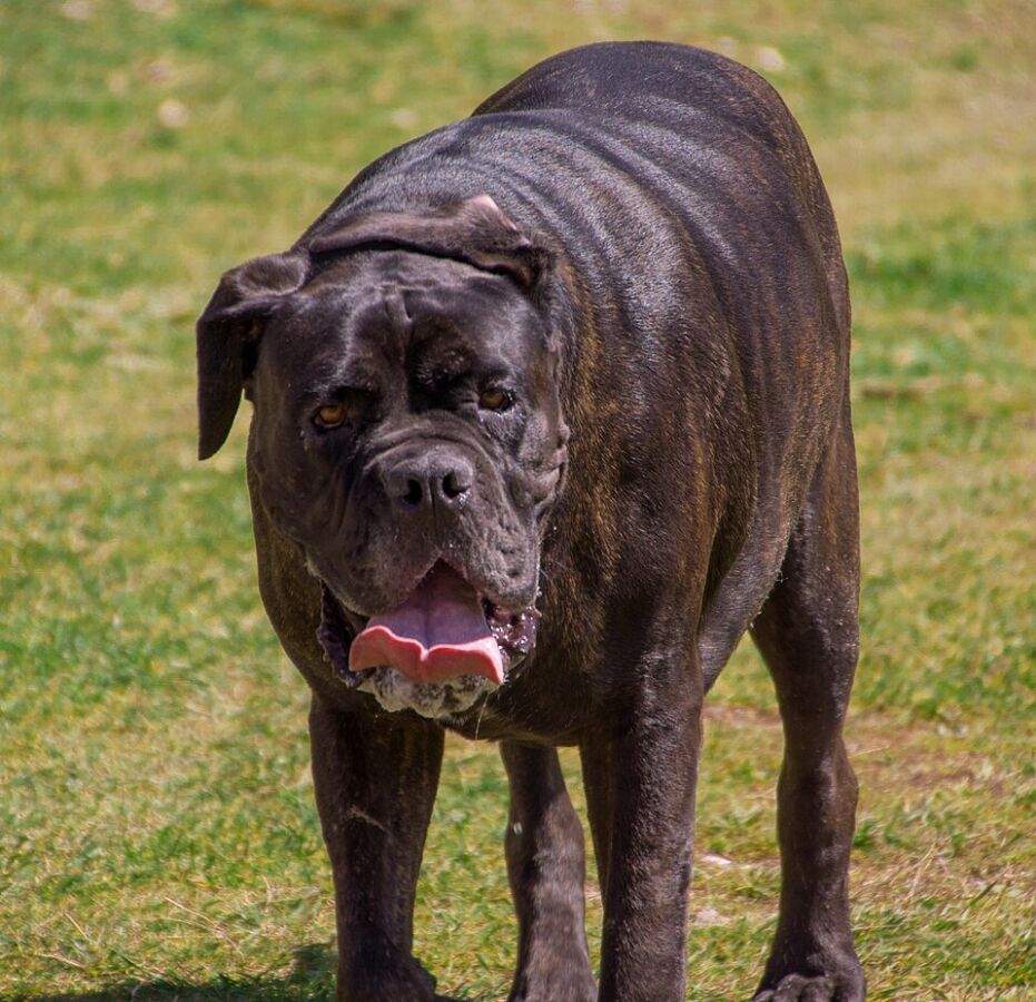 58 Animals That Start With N: Photos, Facts, and Types 2 Neapolitan Mastiff, characterized by its large size and wrinkles, stands proudly on a grassy field.