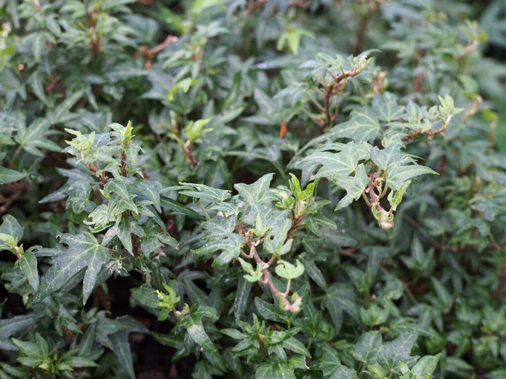 20 Types of Ivy: True Ivies, Cultivars, and Lookalikes 9 Close-up of needlepoint ivy showcasing its lush green foliage and textured brown stems.