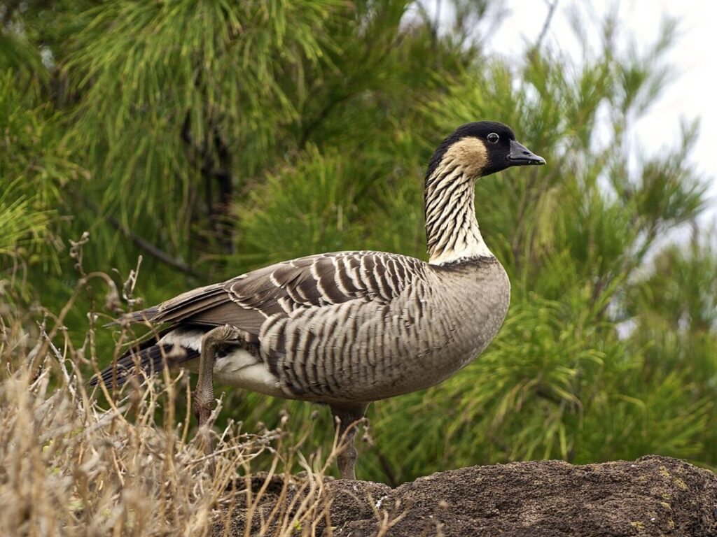 58 Animals That Start With N: Photos, Facts, and Types 11 Nēnē, or Hawaiian Goose, stands on a rock amidst a grassy field, showcasing its distinctive plumage and posture.