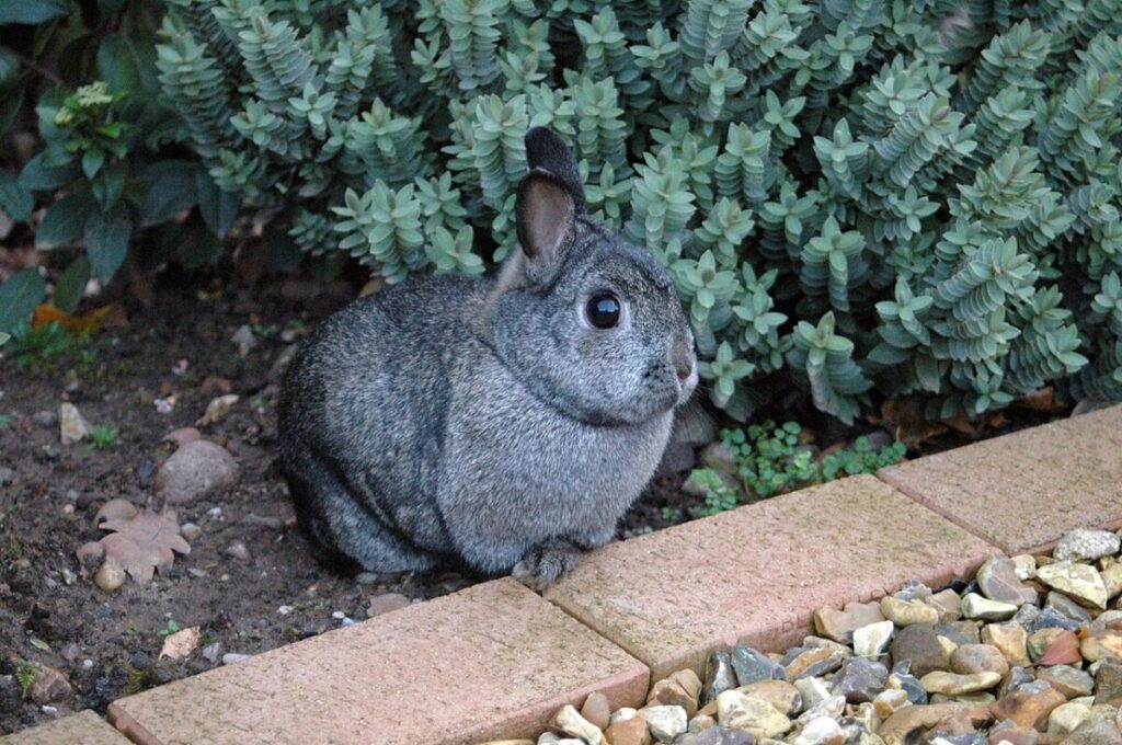 58 Animals That Start With N: Photos, Facts, and Types 68 Gray Netherland Dwarf rabbit sits on a brick wall beside green plants, showcasing its compact size and soft fur.