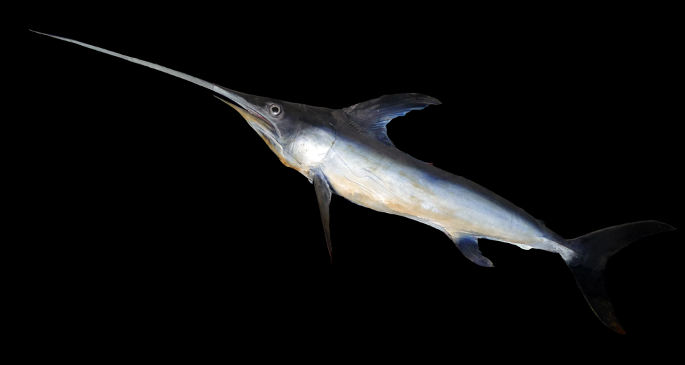 10 Marine Conservation Success Stories That Show What Works 11 Blue marlin fish displayed against a black background, showcasing its elongated body and vibrant blue coloration.