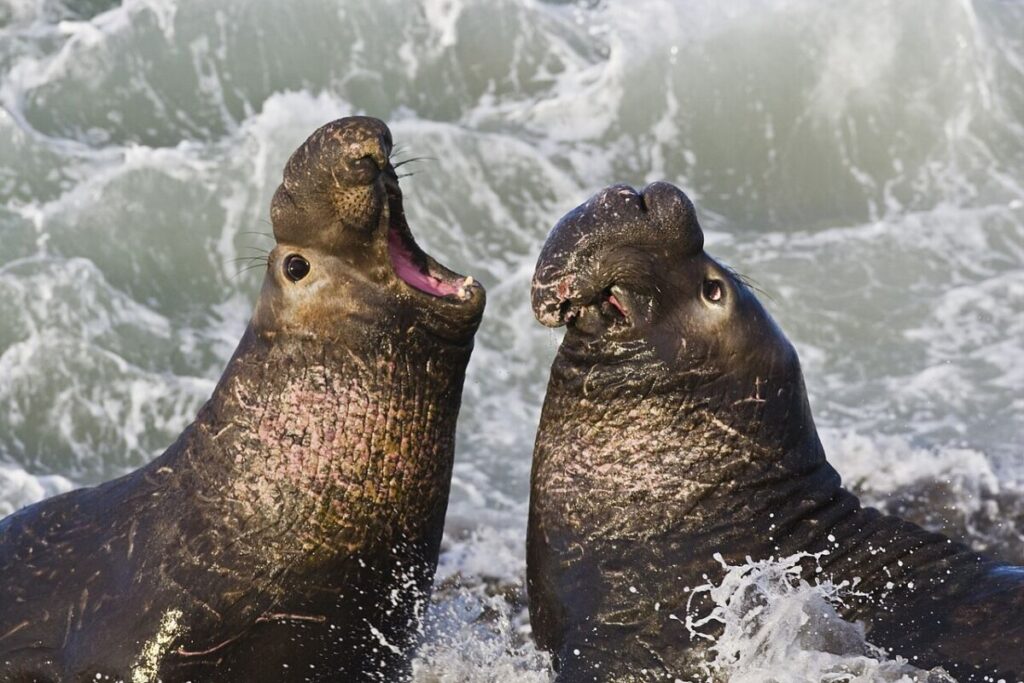 10 Marine Conservation Success Stories That Show What Works 5 Two Northern Elephant Seals engage in a fierce battle in the ocean, showcasing their strength and dominance.