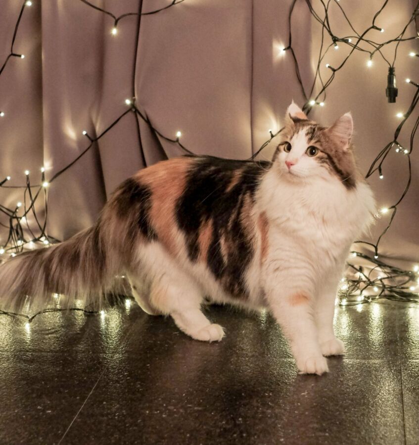 58 Animals That Start With N: Photos, Facts, and Types 63 Norwegian Forest Cat stands gracefully in front of colorful string lights, showcasing its thick fur and alert expression.