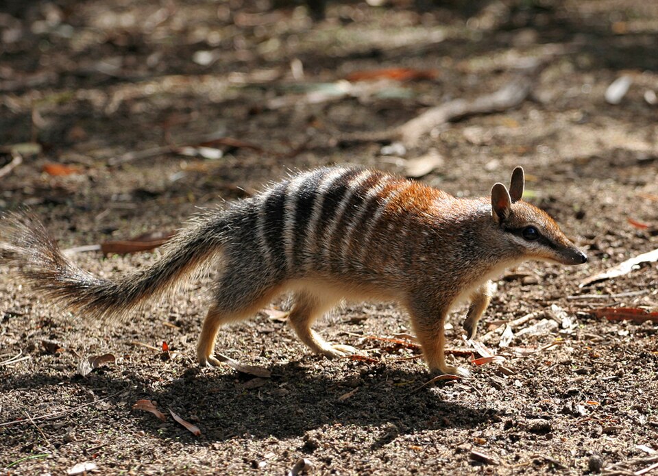 58 Animals That Start With N: Photos, Facts, and Types 8 Striped numbat foraging on the ground, showcasing its unique markings and slender body.
