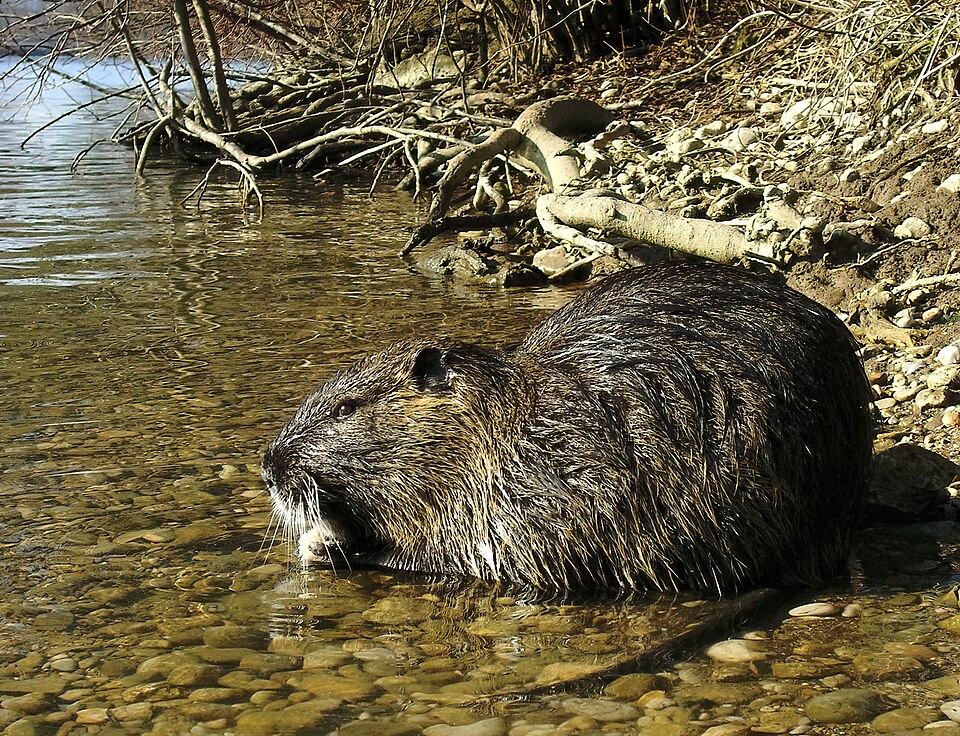 58 Animals That Start With N: Photos, Facts, and Types 9 Beaver is positioned in a river, partially submerged, with its fur glistening and the surrounding landscape visible.