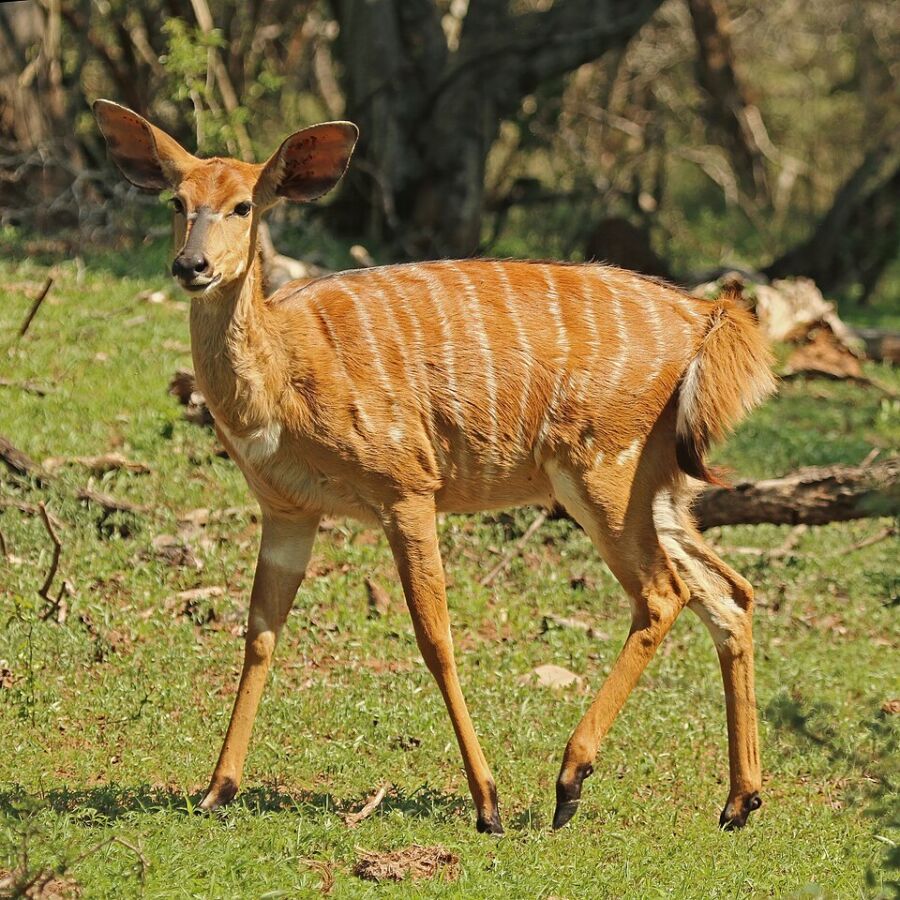 58 Animals That Start With N: Photos, Facts, and Types 10 Nyala deer with brown spots stands gracefully in a lush green grass field.