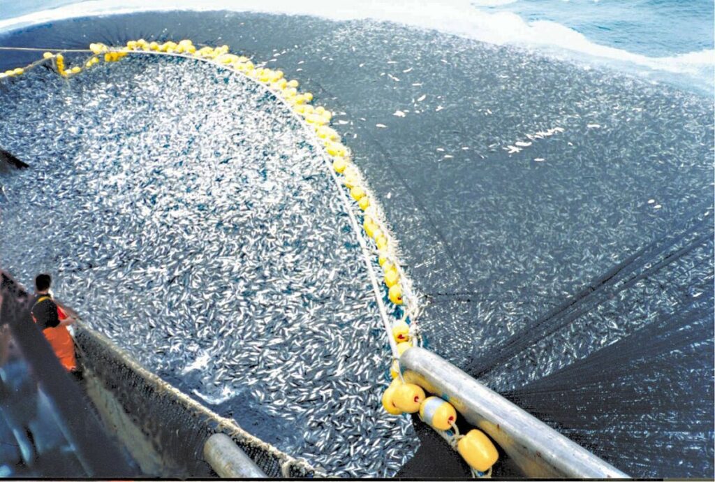 What Are the Effects of Overharvesting? 16 Large fishing net filled with yellow and black fish, illustrating the impact of overfishing on marine life.