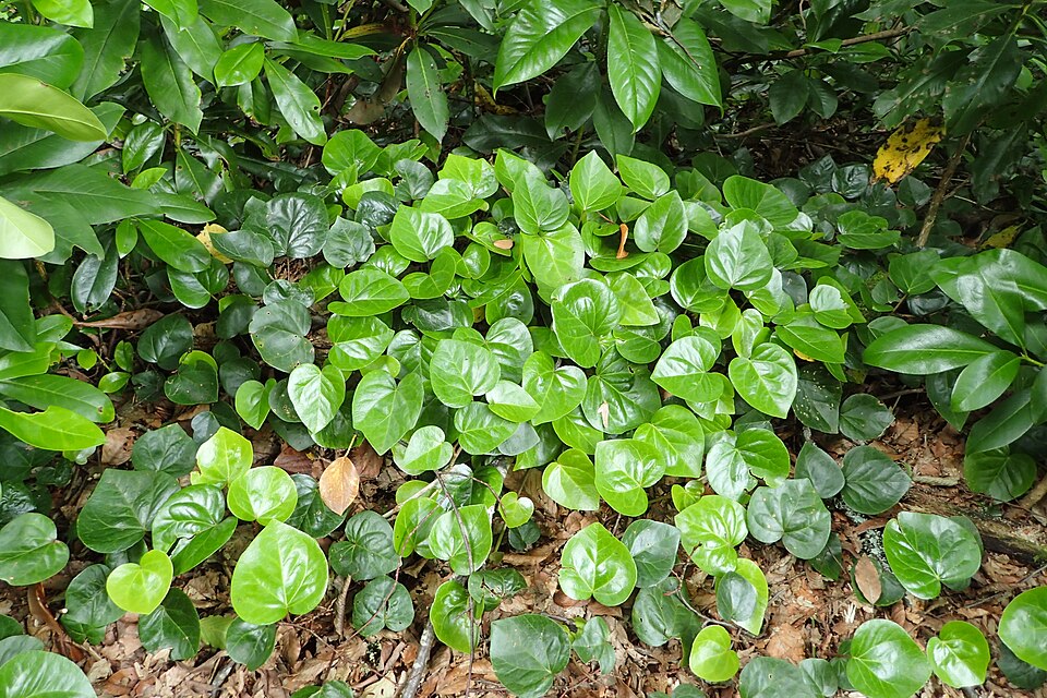 20 Types of Ivy: True Ivies, Cultivars, and Lookalikes 17 Ground cover of Persian Ivy featuring vibrant green leaves densely packed together.