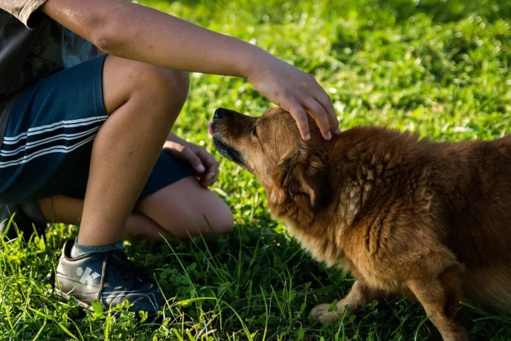 Why Do Animals Like Being Pet? Science and Body Language 4 Young child gently petting a dog