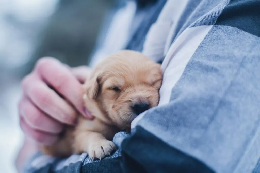Why Do Animals Like Being Pet? Science and Body Language 1 Person gently petting a small puppy resting in their arms