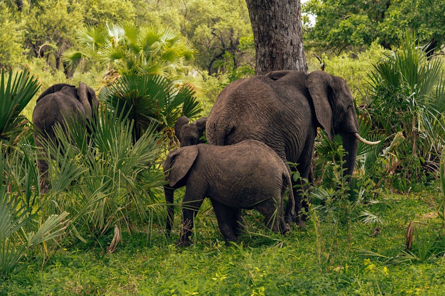 Animal Genius 2026: Which Animals Are Smarter Than Humans? 1 Intelligence isn't human-only. It's everywhere