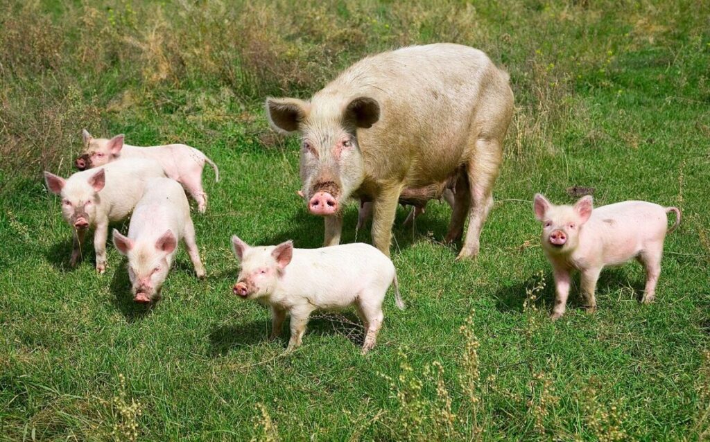 13 of the Most Populous Animals on Earth 14 Several pigs gathered in a lush green field, enjoying the outdoors in a sunny environment.
