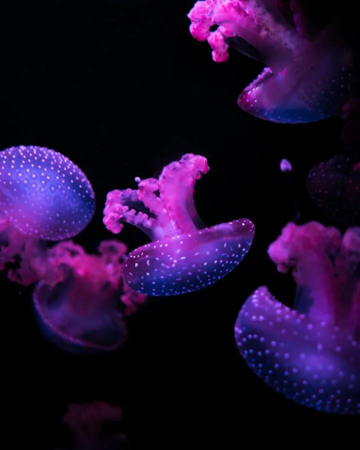 Pink and blue jellyfish bioluminescence