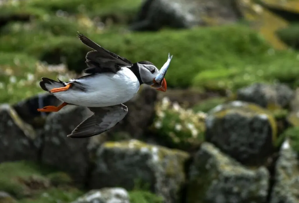 What Happens to Excess Carbohydrates in Animals? 9 Puffin Hunting Fish