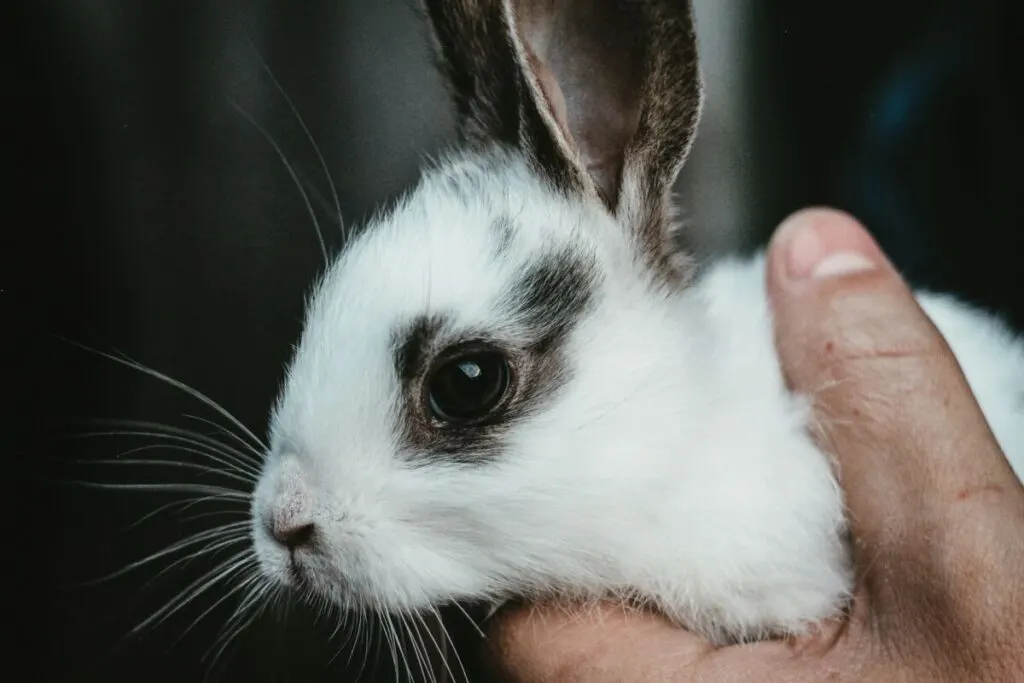Is Dove Cruelty-Free? What You Need To Know About Their Animal Testing Policy. 6 Hand holding a small rabbit