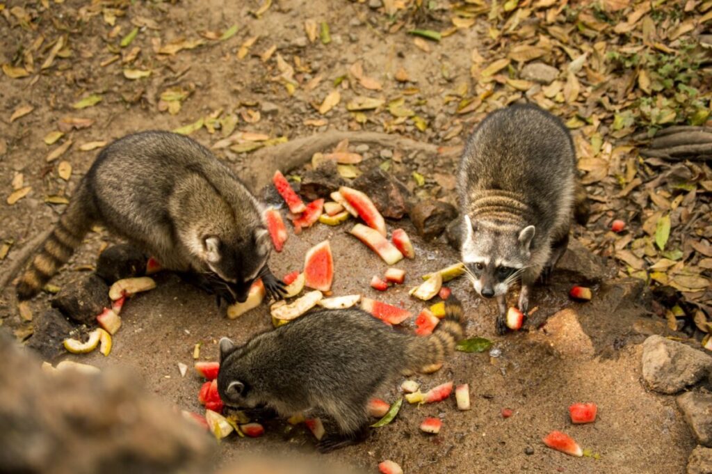 Group of raccoons eating watermelons