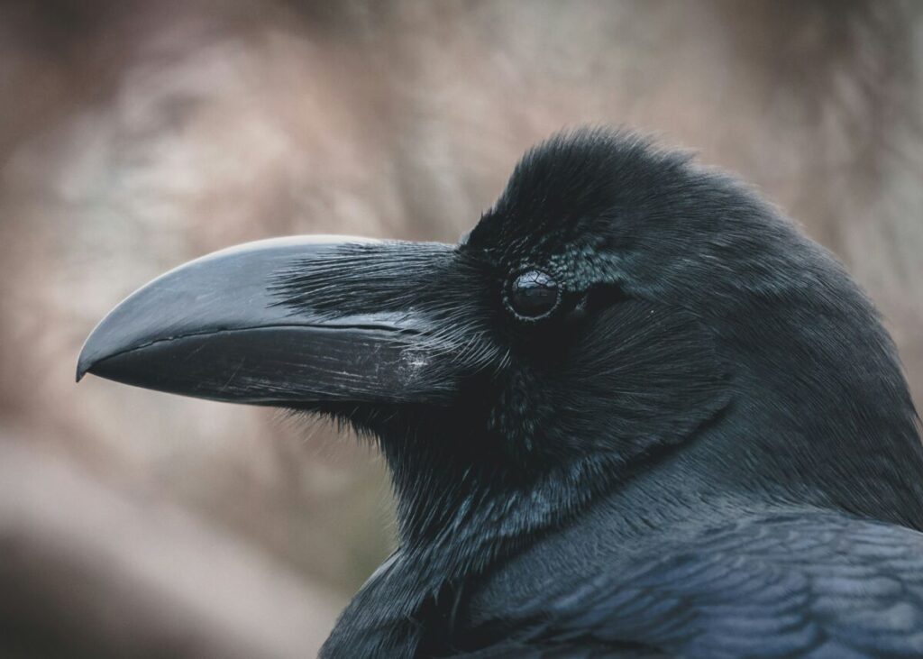 Raven bird face close-up