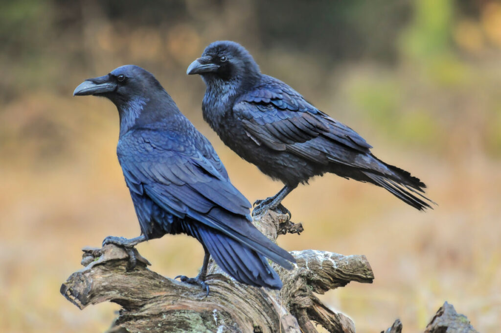 12 Remarkable Animal Friendships—and What Science Says 9 Two common ravens perched on an old tree stump, showcasing their glossy black feathers and sharp beaks.