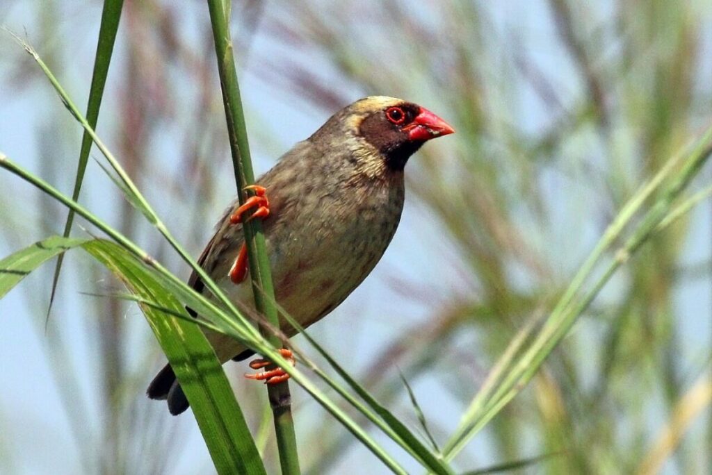 13 of the Most Populous Animals on Earth 9 Red-billed quelea perched on a branch, showcasing its distinctive red eyes and brown plumage.