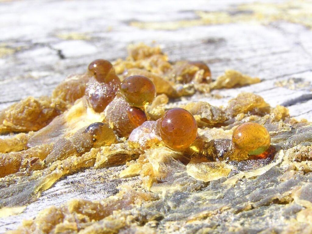 Is Resin Bad for the Environment? Impacts, Safety, and Disposal 9 Close-up of resin sap, showcasing a cluster of brown and yellow droplets on a surface.