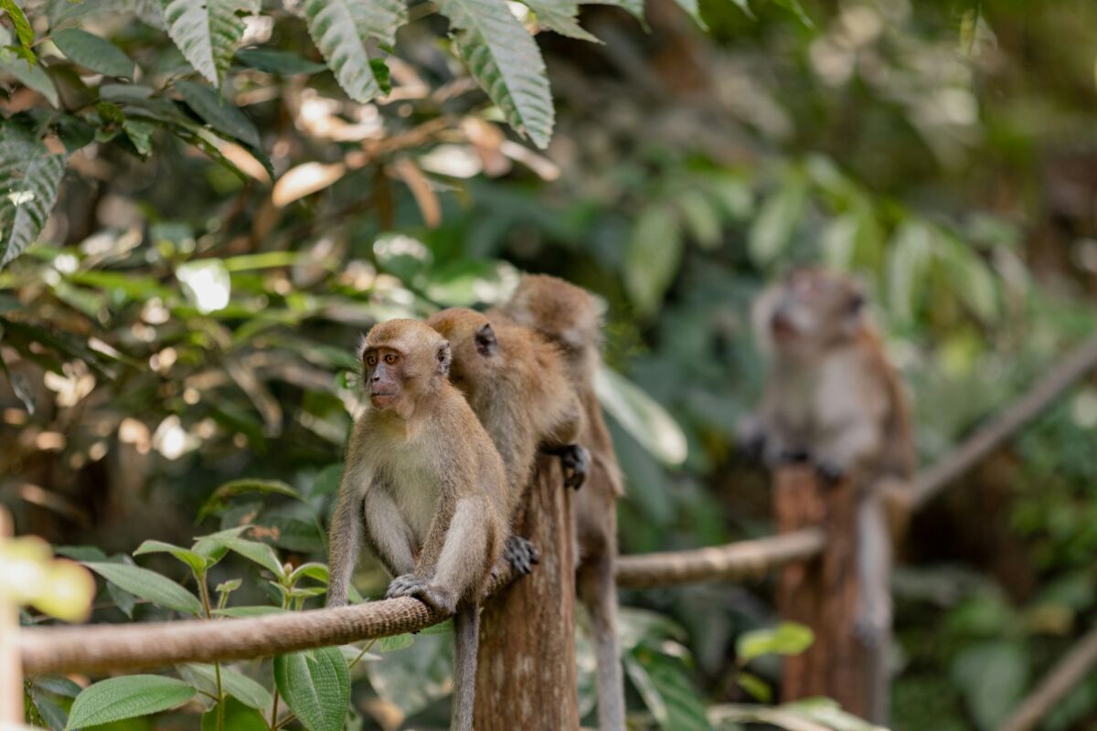 Three rhesus macaques