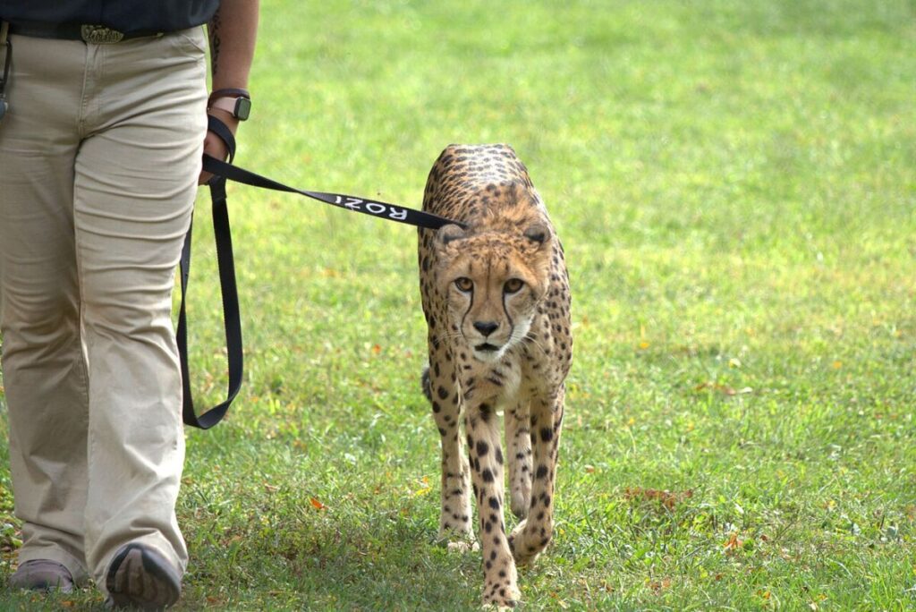12 Remarkable Animal Friendships—and What Science Says 12 Person walks Rozi the Cheetah on a leash in an outdoor setting, showcasing the unique bond between human and animal