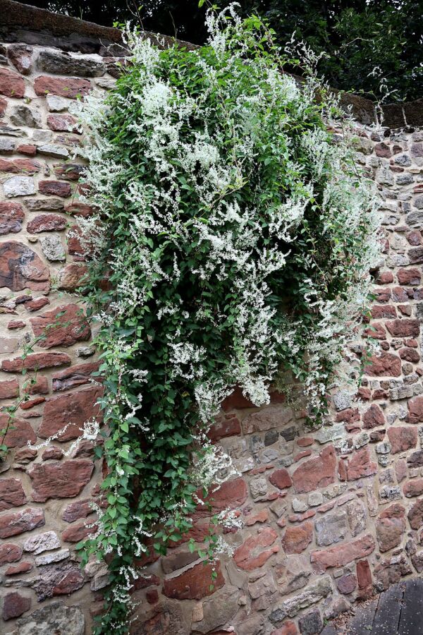 20 Types of Ivy: True Ivies, Cultivars, and Lookalikes 15 Bench against a wall adorned with Russian Ivy, highlighting the plant's lush growth in a tranquil environment.