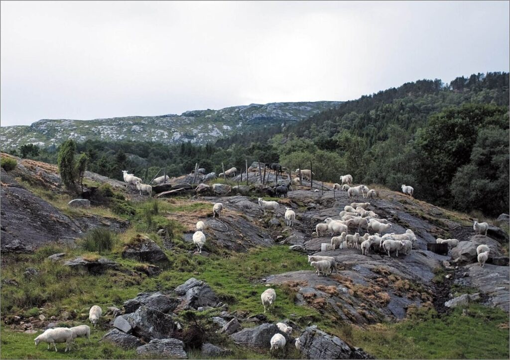 13 of the Most Populous Animals on Earth 3 Group of sheep scattered across a lush hillside, with rolling terrain in the background.