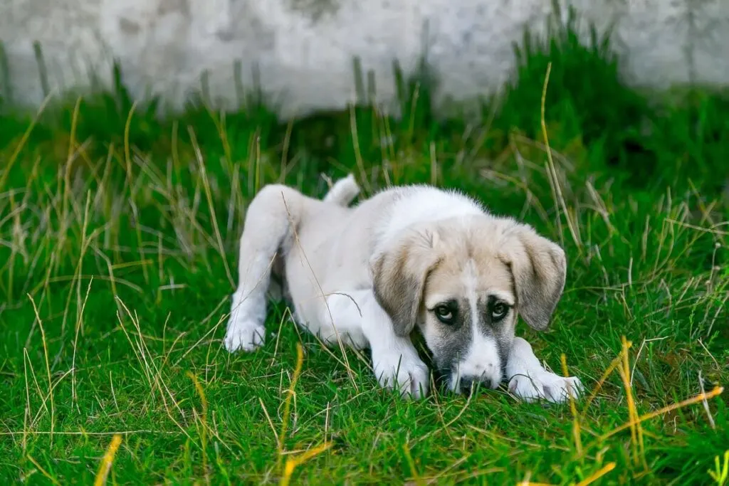 Why Is Carbon Monoxide Bad for the Environment? 6 Sick and sad puppy